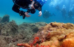 BUCEO, en Ilha Grande una experiencia única